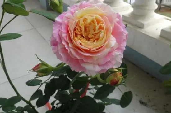 莫奈月季的优缺特点有哪些 莫奈月季的优缺特点有哪些