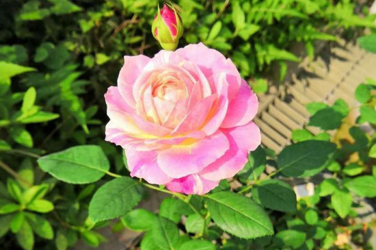 莫奈月季的优缺特点有哪些 莫奈月季的优缺特点有哪些