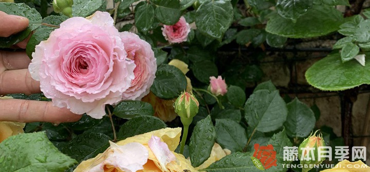 室内月季花怎么养比较好(室内养月季的方法) 室内月季花怎么养比较好(室内养月季的方法)