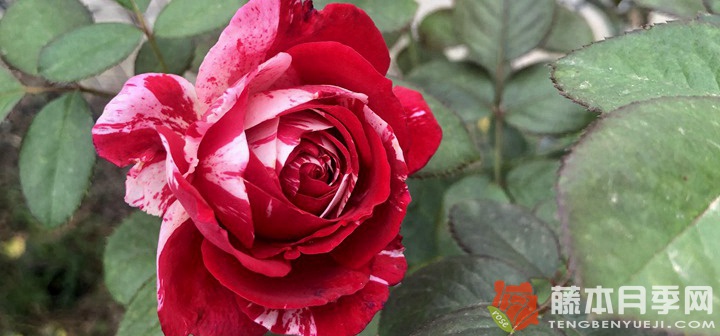 室内月季花怎么养比较好(室内养月季的方法) 室内月季花怎么养比较好(室内养月季的方法)
