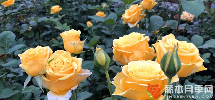 室内月季花怎么养比较好(室内养月季的方法) 室内月季花怎么养比较好(室内养月季的方法)