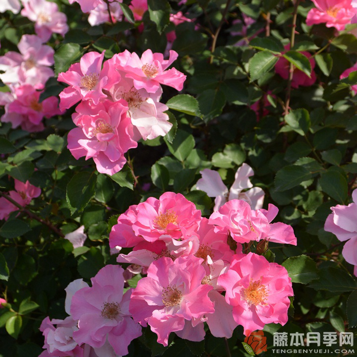 香格里拉Shangri-La 香格里拉Shangri-La