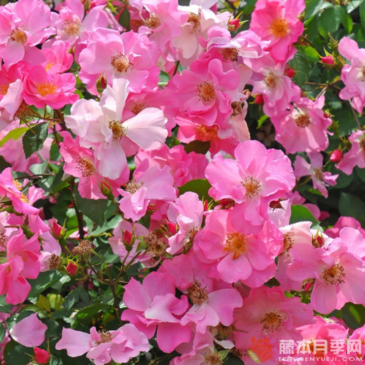 香格里拉Shangri-La 香格里拉Shangri-La
