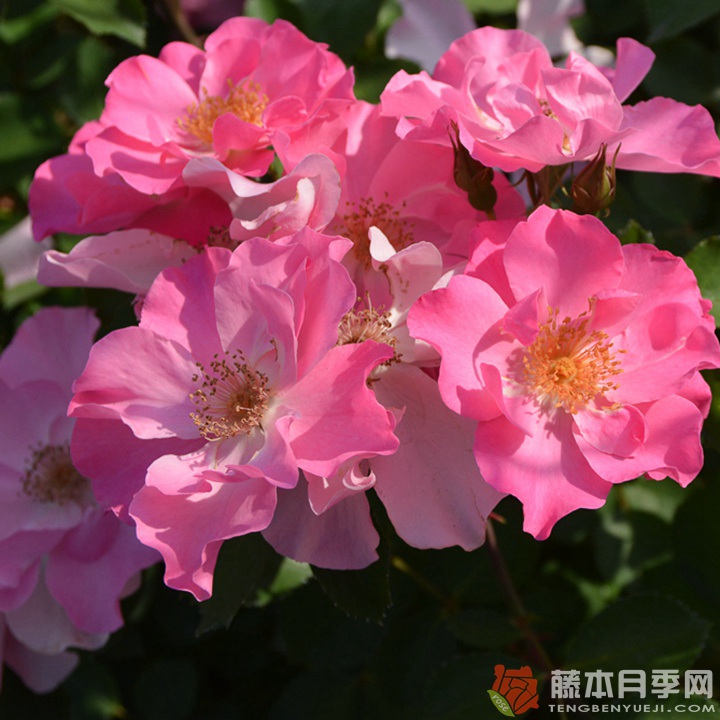 香格里拉Shangri-La 香格里拉Shangri-La