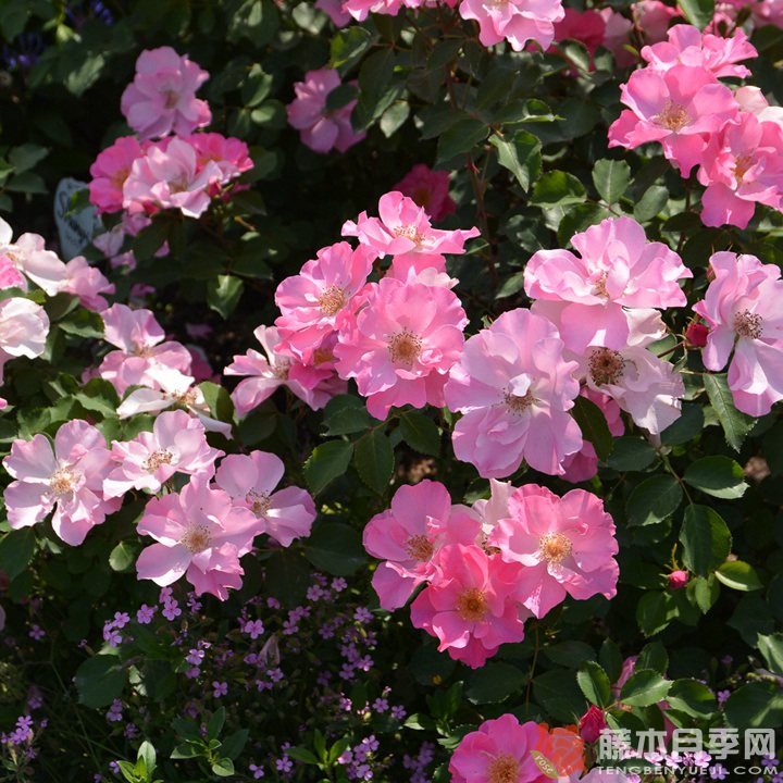 香格里拉Shangri-La 香格里拉Shangri-La