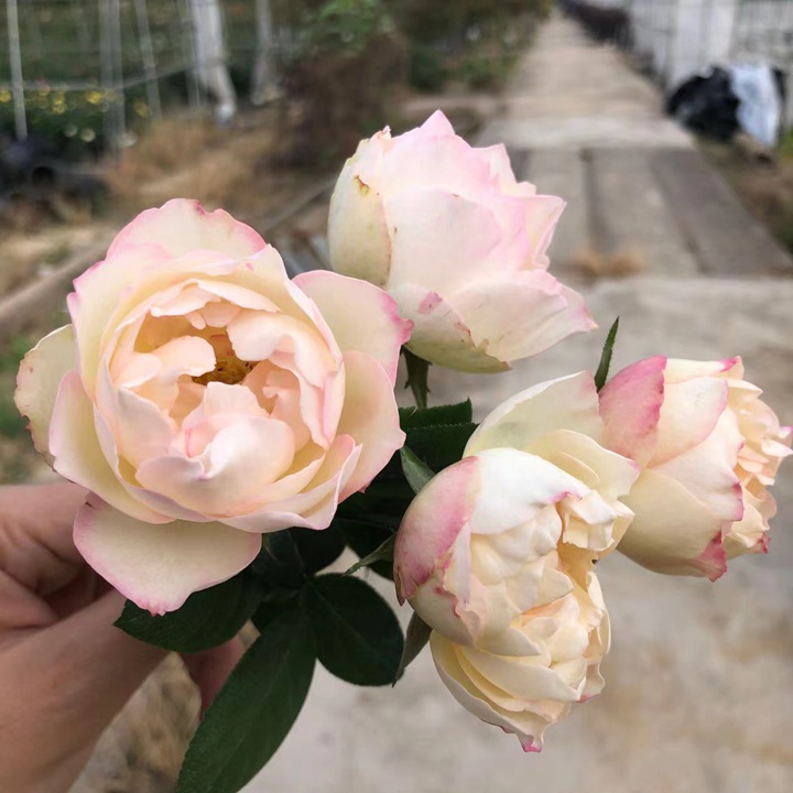 文/句子Fumi 文/句子Fumi