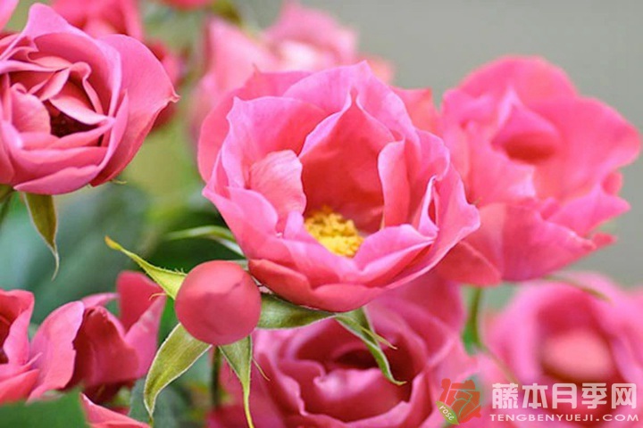 和花Waka 和花Waka