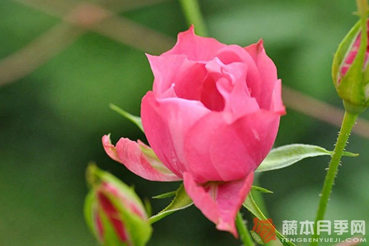 和花Waka 和花Waka