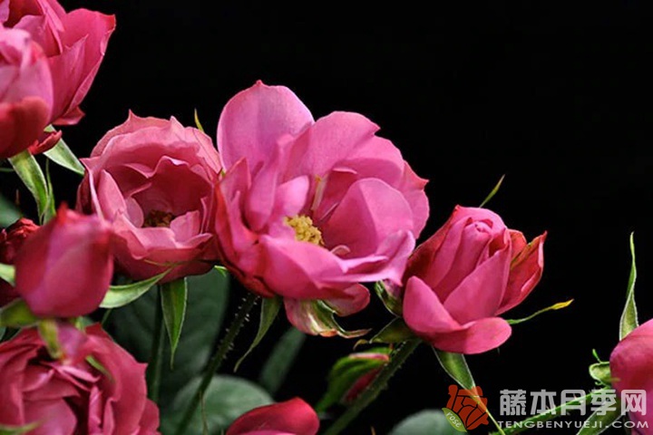 和花Waka 和花Waka