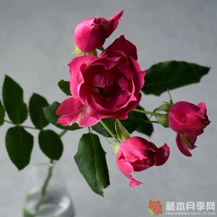 和花Waka 和花Waka