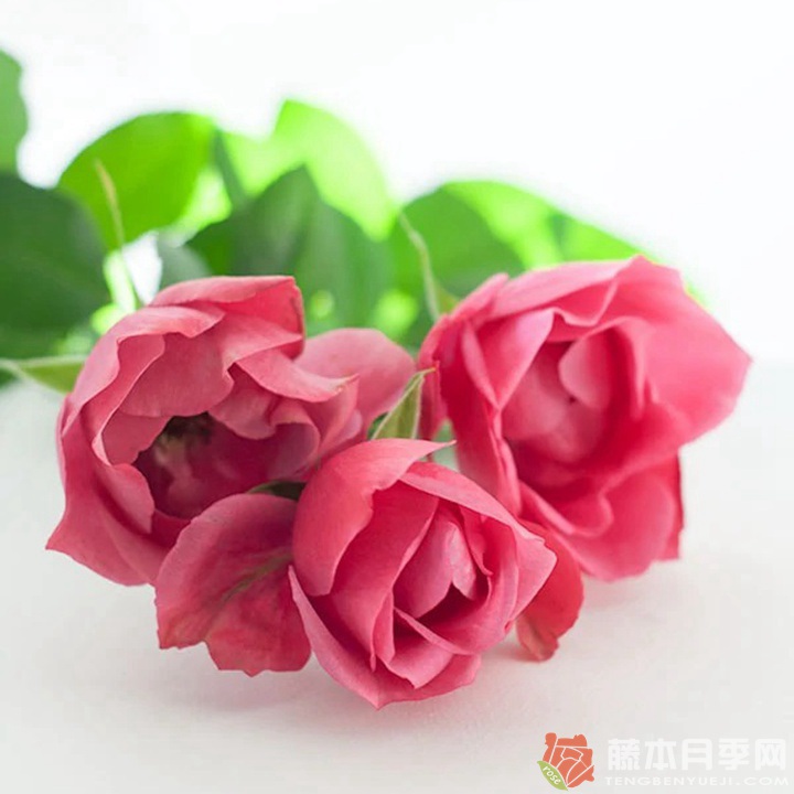 和花Waka 和花Waka