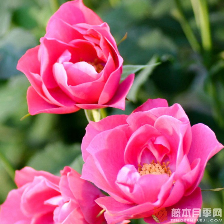 和花Waka 和花Waka