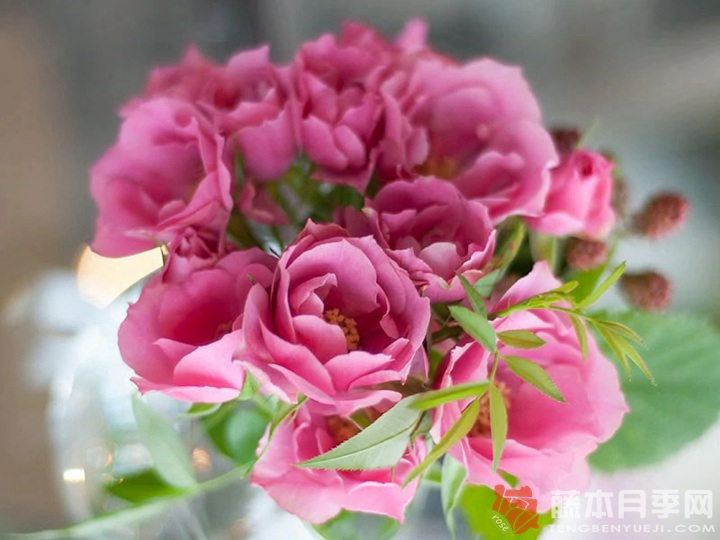 和花Waka 和花Waka