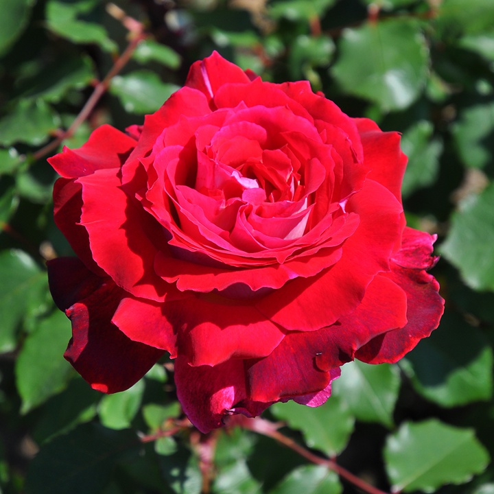 红色王冠Couronne Rouge 红色王冠Couronne Rouge