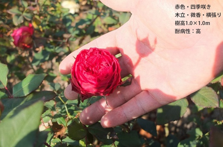 蕾(木村卓功) 蕾(木村卓功)