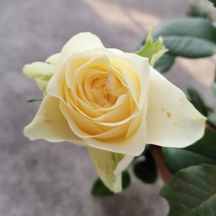 甜蜜凯瑟琳 甜蜜凯瑟琳