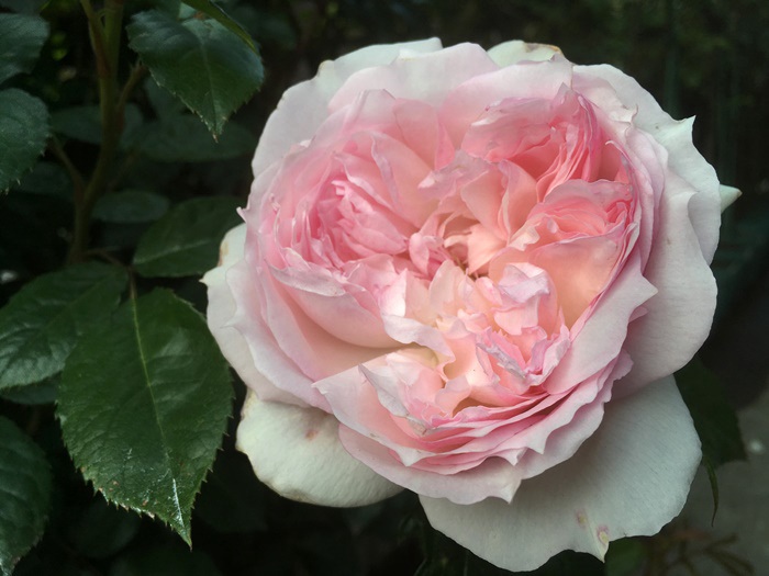 琉璃Le Rire 琉璃Le Rire