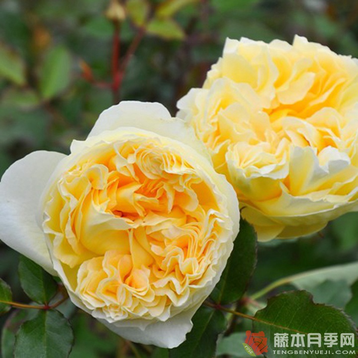 西西里安Slcilienne 西西里安Slcilienne