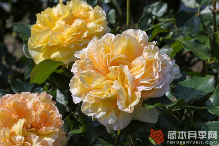 西西里安Slcilienne 西西里安Slcilienne