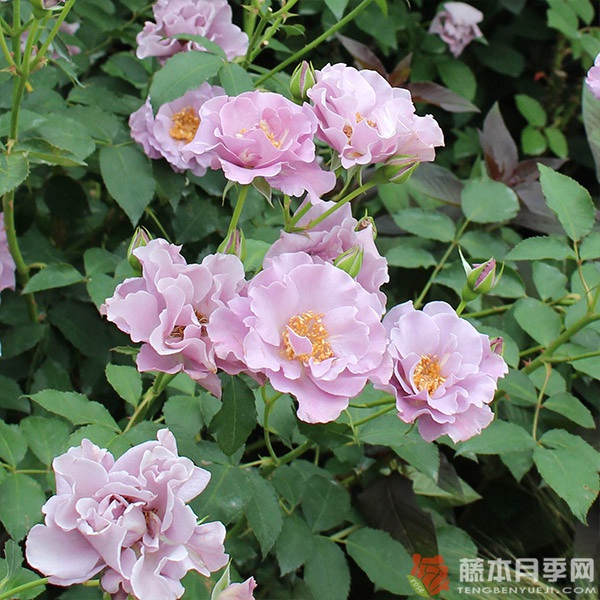 暮光横滨 暮光横滨