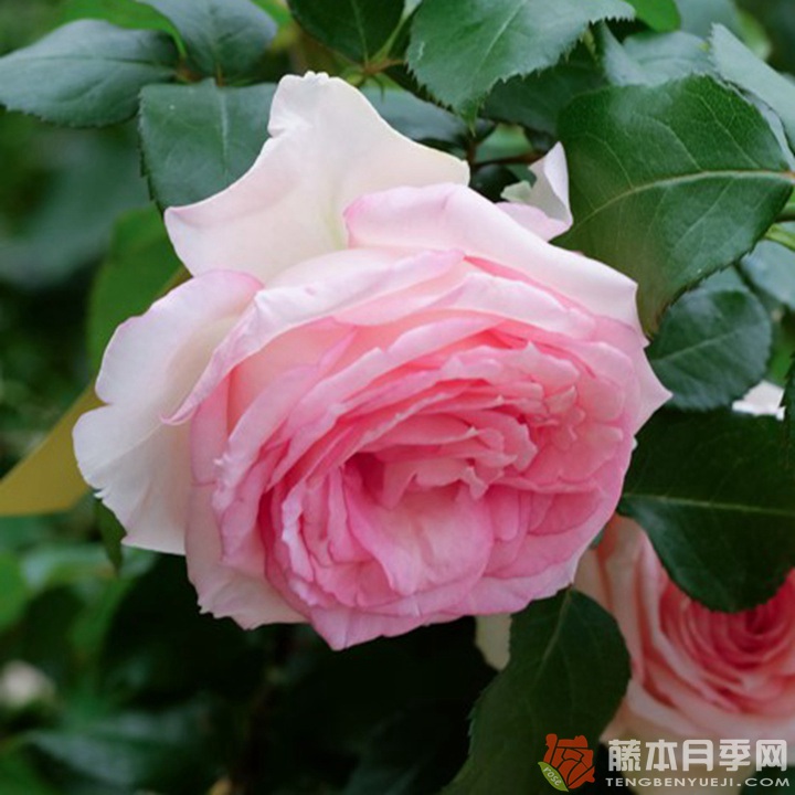 粉色马卡龙Macaron Pink 粉色马卡龙Macaron Pink