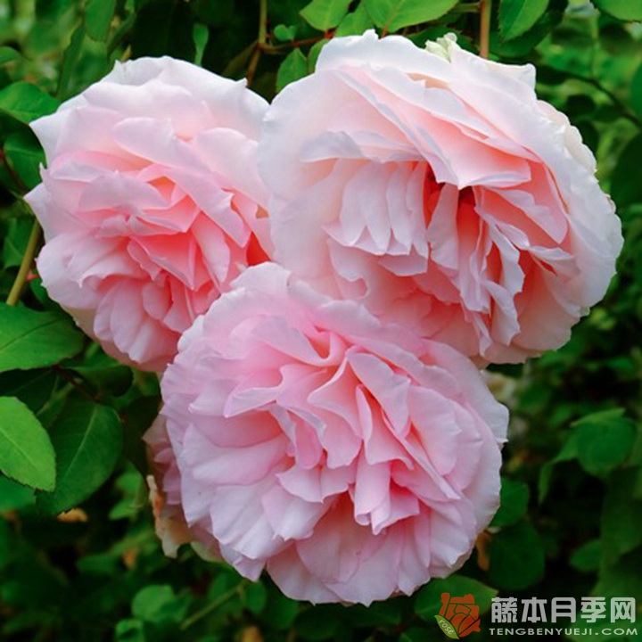 粉色马卡龙Macaron Pink 粉色马卡龙Macaron Pink