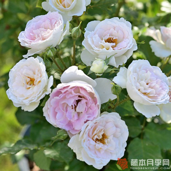 爱的颜色Kruul de l'amour 爱的颜色Kruul de l'amour
