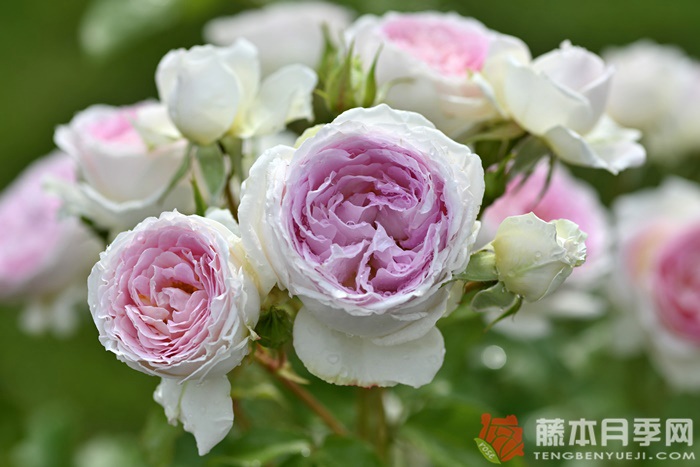 爱的颜色Kruul de l'amour 爱的颜色Kruul de l'amour