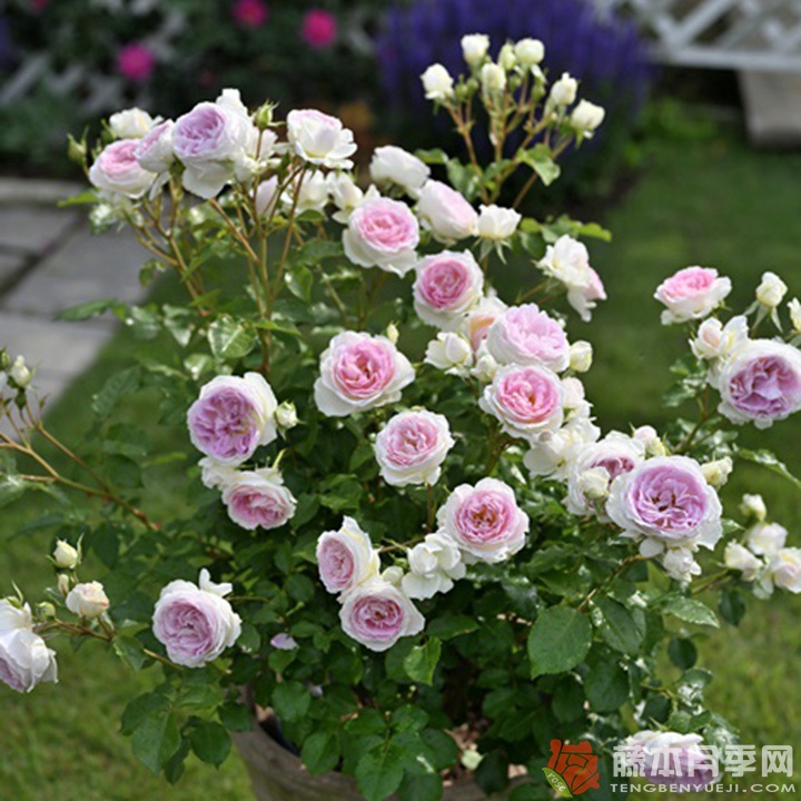 爱的颜色Kruul de l'amour 爱的颜色Kruul de l'amour