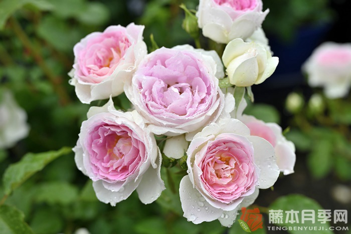 爱的颜色Kruul de l'amour 爱的颜色Kruul de l'amour