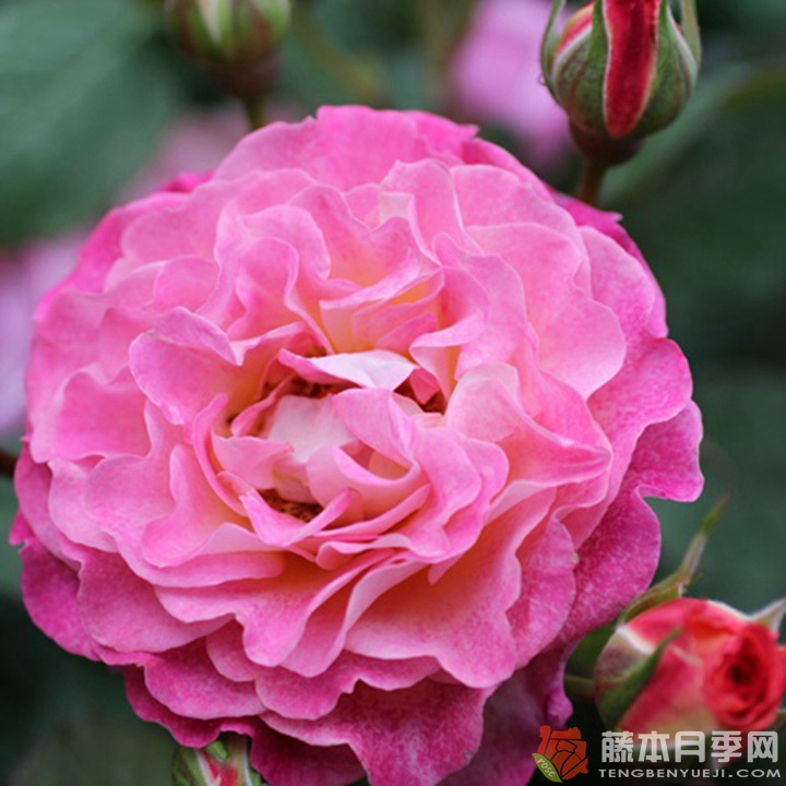 米歇尔·巴德罗西安Michelle Badrosian 米歇尔·巴德罗西安Michelle Badrosian