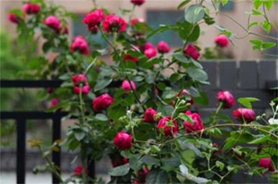 红龙月季是四季开花吗(红龙月季的花期)