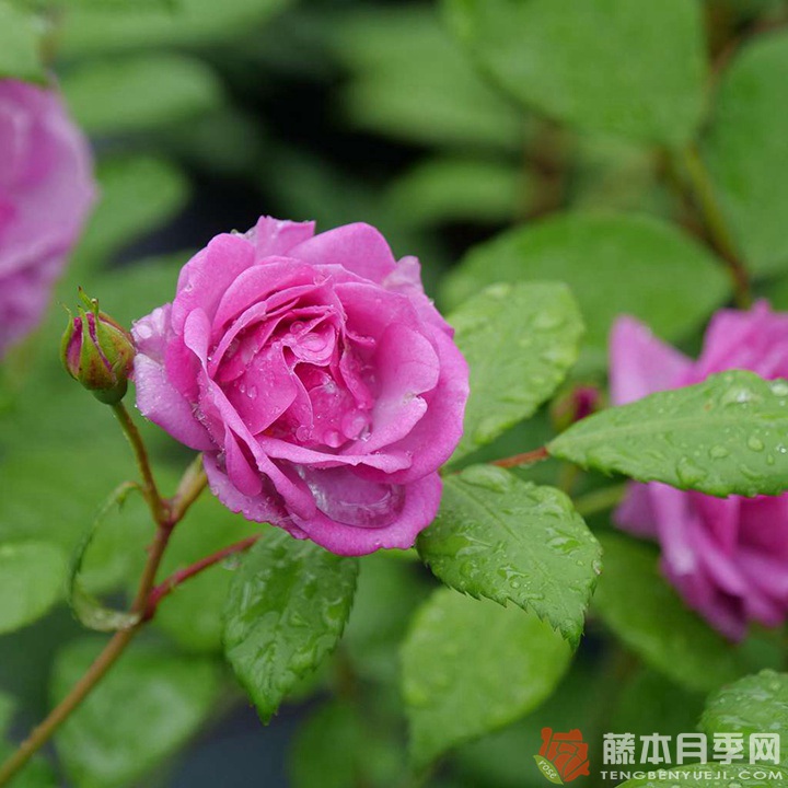 丁香花束/丁香日Lilac Days 丁香花束/丁香日Lilac Days