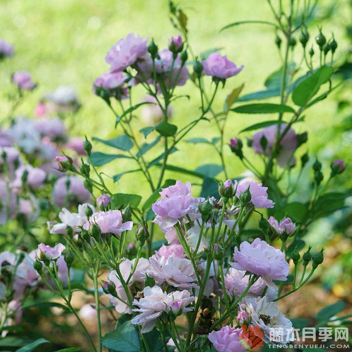 丁香花束/丁香日Lilac Days 丁香花束/丁香日Lilac Days