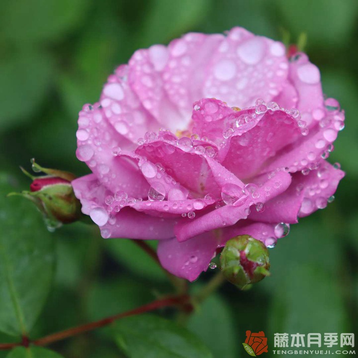 丁香花束/丁香日Lilac Days 丁香花束/丁香日Lilac Days