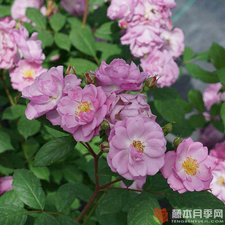 丁香花束/丁香日Lilac Days 丁香花束/丁香日Lilac Days