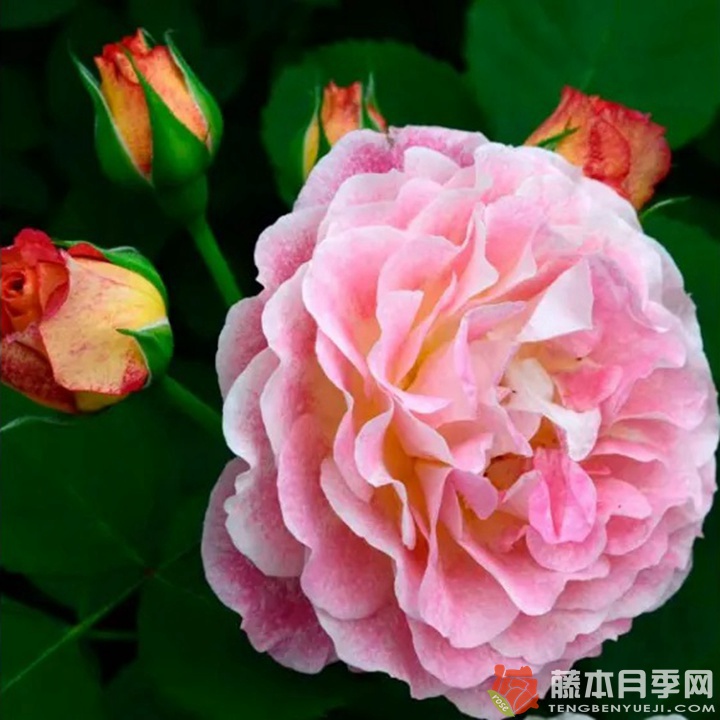 米歇尔·巴德罗西安Michelle Badrosian 米歇尔·巴德罗西安Michelle Badrosian