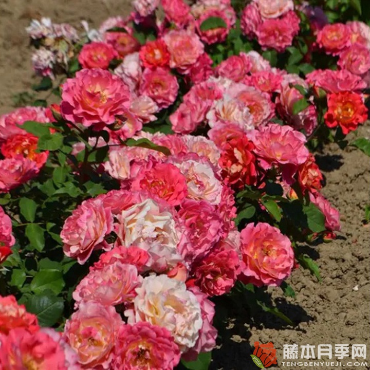 米歇尔·巴德罗西安Michelle Badrosian 米歇尔·巴德罗西安Michelle Badrosian