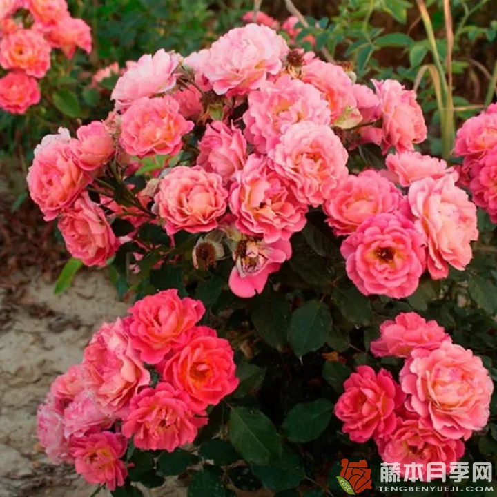 米歇尔·巴德罗西安Michelle Badrosian 米歇尔·巴德罗西安Michelle Badrosian