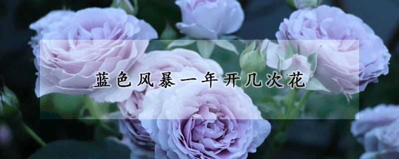 蓝色风暴月季一年开几次花 蓝色风暴月季一年开几次花
