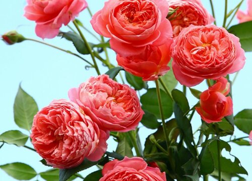 夏日花火月季是灌木还是藤本 夏日花火月季是灌木还是藤本