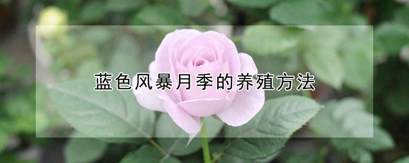 蓝色风暴月季的养殖方法(养殖注意事项) 蓝色风暴月季的养殖方法(养殖注意事项)