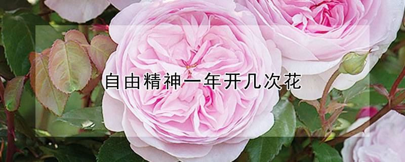 自由精神一年开几次花(自由精神一年开几季) 自由精神一年开几次花(自由精神一年开几季)