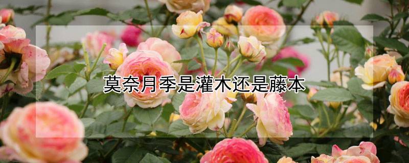 莫奈月季是藤本还是灌木 莫奈月季是藤本还是灌木