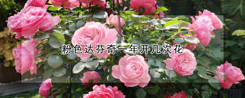 粉色达芬奇一年开几次花 粉色达芬奇一年开几次花