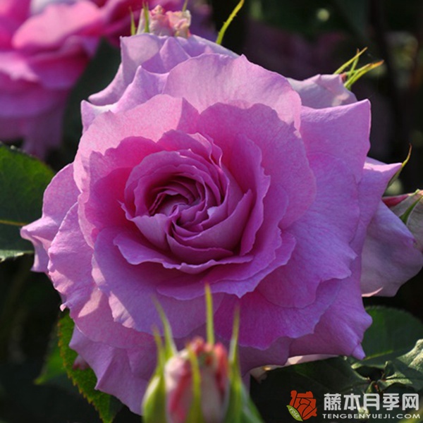 伊莉丝Elise 伊莉丝Elise