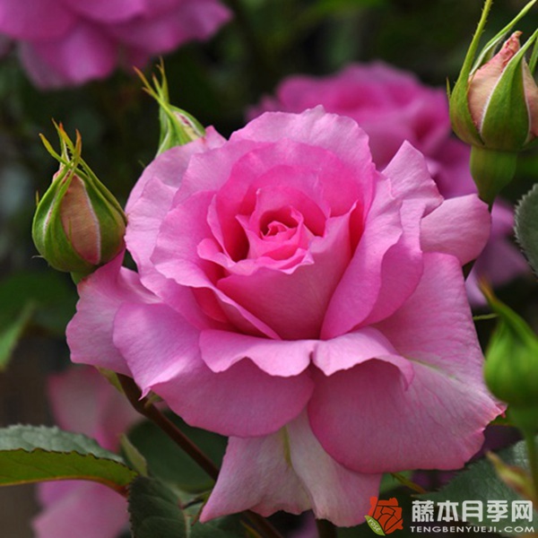 伊莉丝Elise 伊莉丝Elise