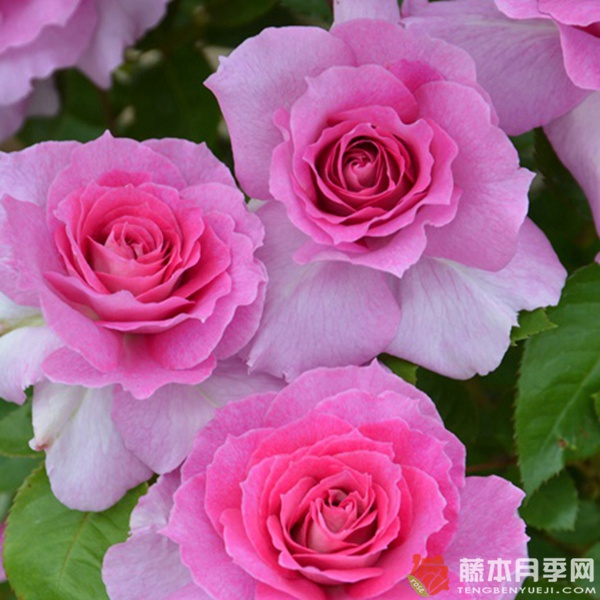 爱丽丝/伊莉丝 爱丽丝/伊莉丝