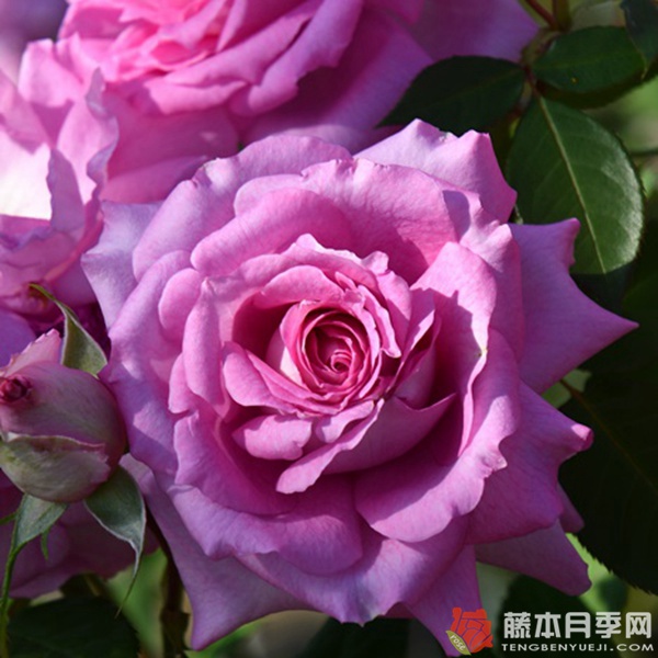 伊莉丝Elise 伊莉丝Elise