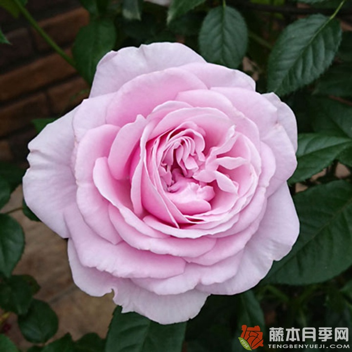 香水连衣裙 香水连衣裙